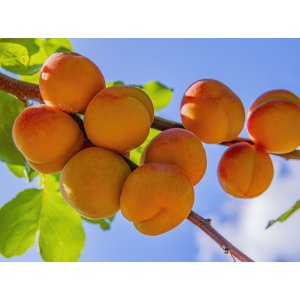 Marhuľa obyčajná (Prunus armeniaca) ´DARINA´ - neskorá, výška 170-190 cm - voľnokorenná